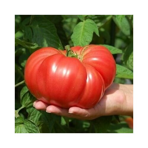 ���������� ������������� ������ ������ ��������