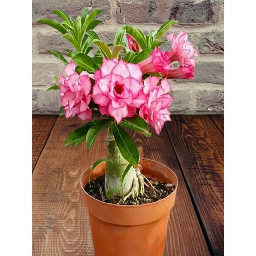 ���������� ������� Rainbow Diamond, �������� ���������, ������