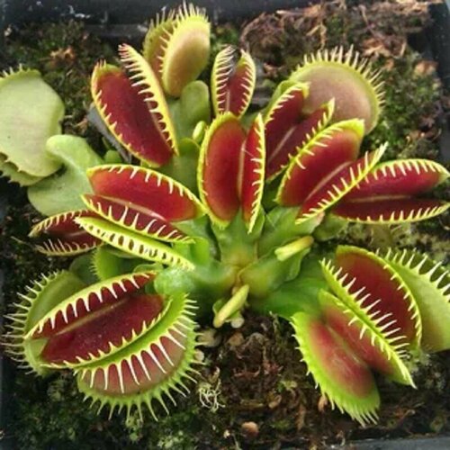 ���������� ������ �������� ��������� 9 ��, Dionaea muscipula, ������ ��������, ������� ��� ���