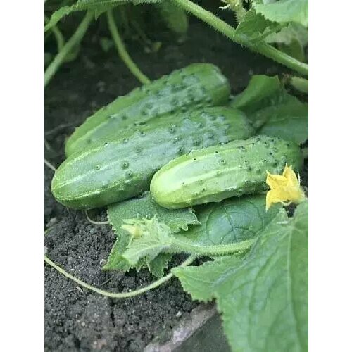 ���������� ������ ����� F1, ������ ����� 1�