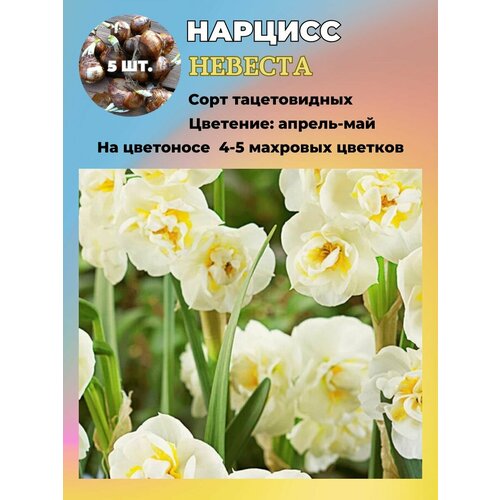 ���������� ������� ��������, �������� 5 ����