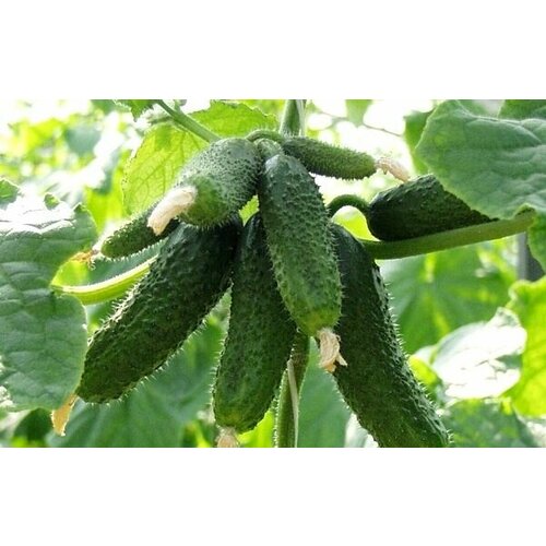 ���������� ������������� ������ ������ ���� F1