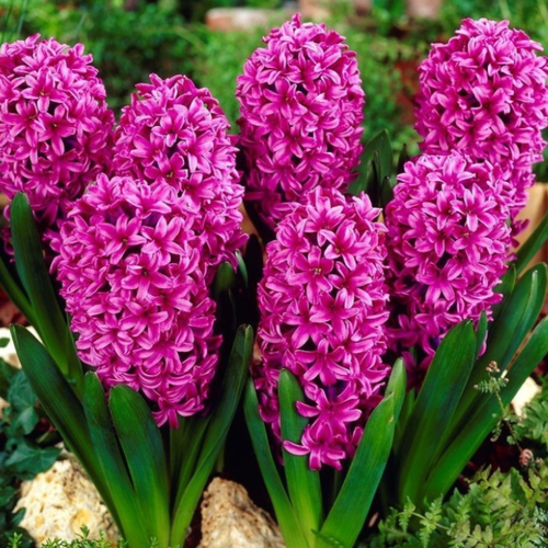 ���������� �������� ������, botanica garden, ������� ���� ������, 2 �����