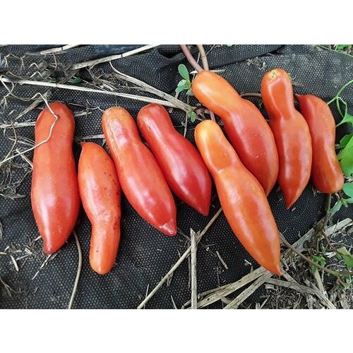 ���������� ������������� ������ ������ ����������� �����