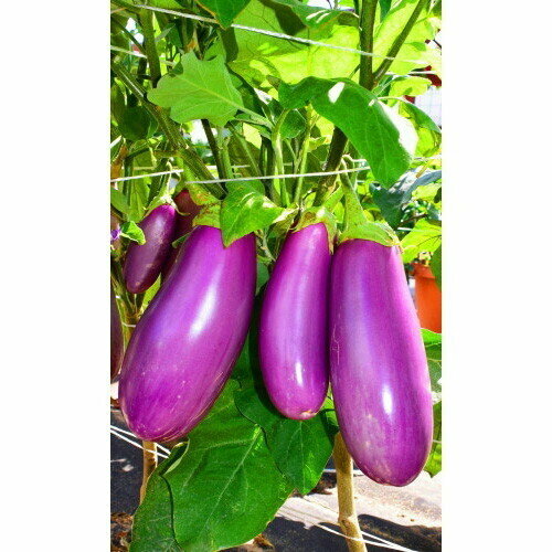 ���������� ������ �������� ��������� (��) 20�� �/�