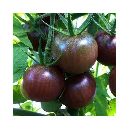 ���������� ������������� ������ ������ ���������� �������