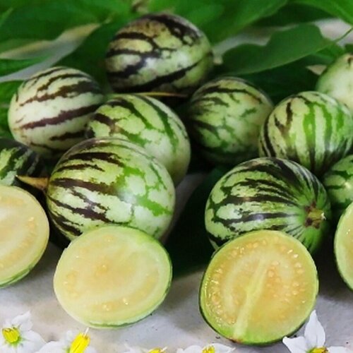 ���������� ������ ������ ��������, ������ �����, Solanum caripense 10 ��.