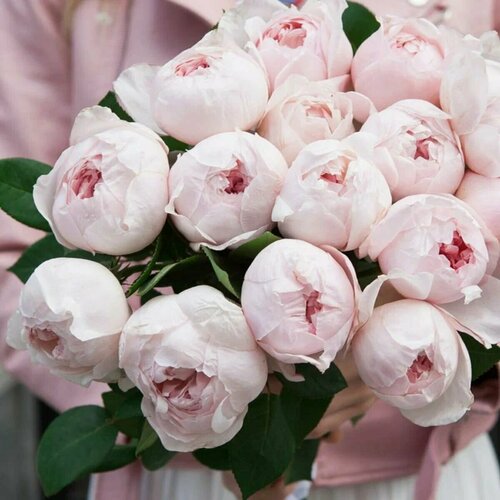 ���������� ���� ���������� ����� ���� (Peony Pink) / 2 ��, ����������� ����