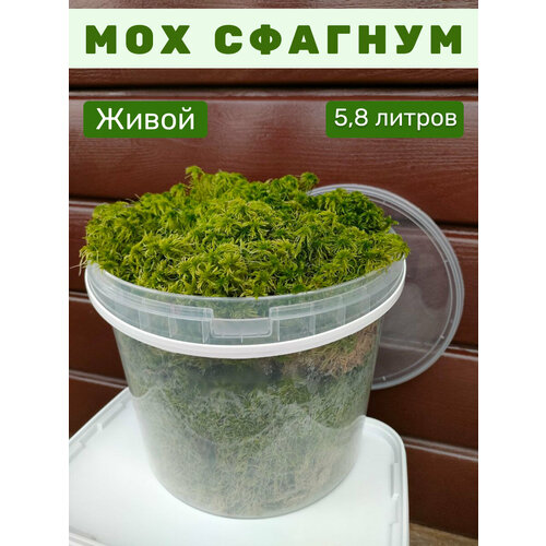 ���������� ��� ������� ������ ������, 5,8 ������