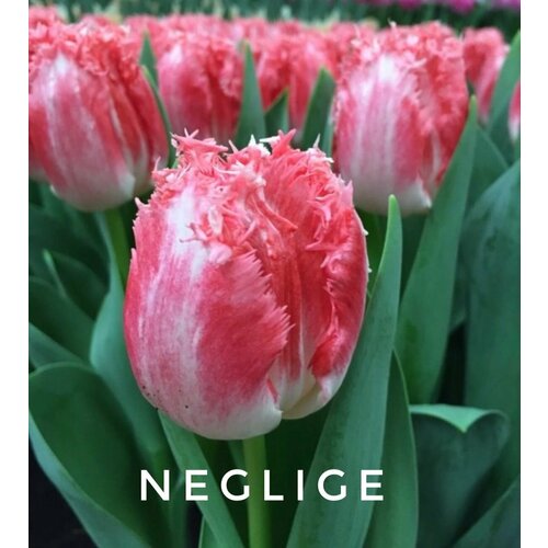 ���������� �������� ����������� , �������� ���� NEGLIGE ����-������� (3 �����)