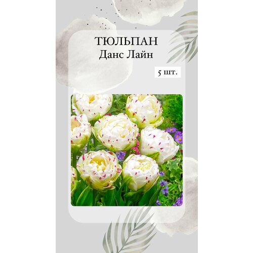 ���������� ��������, ���������� ����� 5 ��