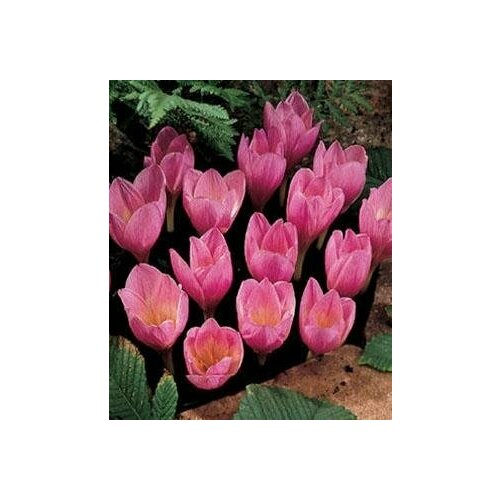 ���������� ������ ������� (��������������), 10 ��.