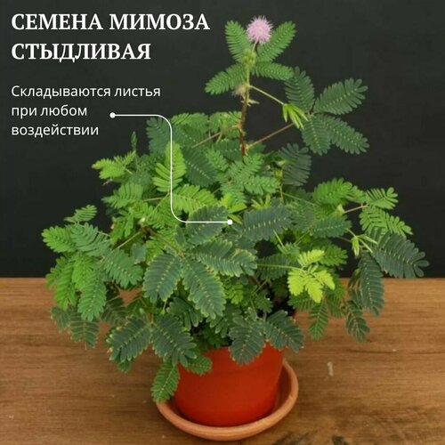 ���������� ������ ������ ��������� (Mimosa pudica) 5 ��. ��������� ������