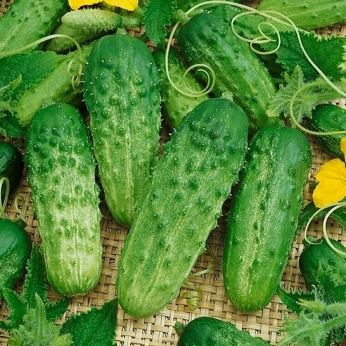 ���������� ������ ������� F1, �����������, ��������� ��������� �������������� ������ ��� �������, 8 �� �����