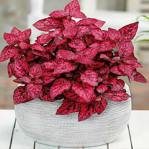 ���������� ��������� ������� Red, ������