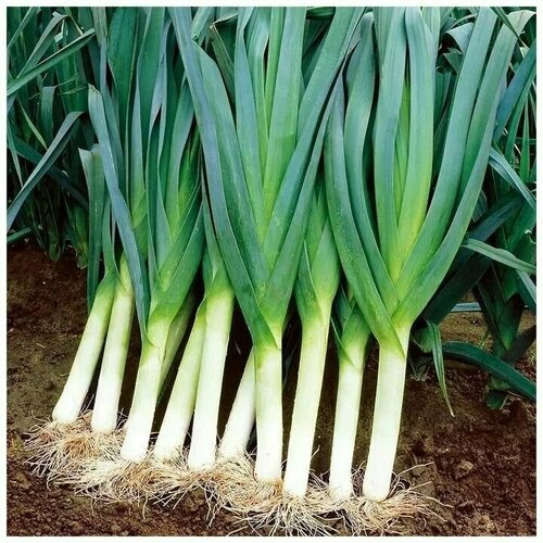 ���������� ������������� ������ ���� ����� ��������