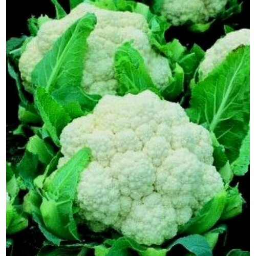 ���������� ������������� ������ ������� ������� ������� F1