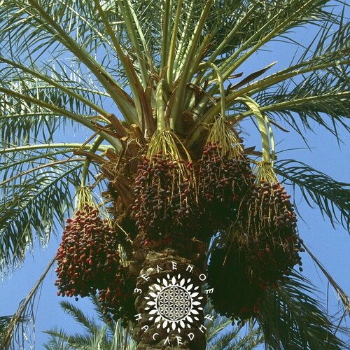 ���������� ������ ����� �������� (���. Phoenix dactylifera) 10 �� �� Green Legacy