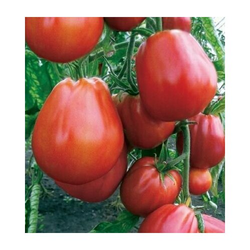 ���������� ������������� ������ ������ ������� 8