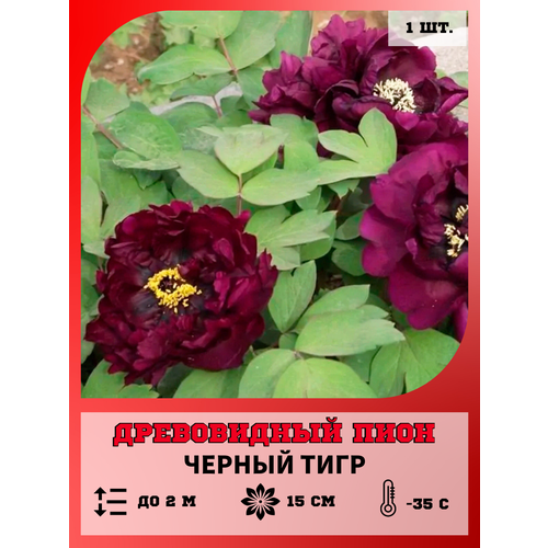 ���������� ���� ����������� ������ ����, ������� 1 �����