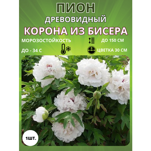 ���������� ���� ������ �� ������ 1 ��.