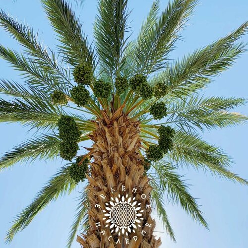 ���������� ������ ����� ����������� Medjooul (���. Phoenix dactylifera) 5��