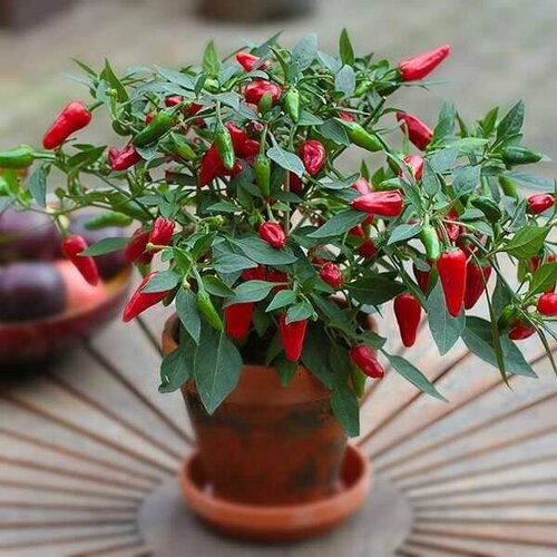 ���������� (������) ����� ������ �������� ������, ������������ (15 ��)