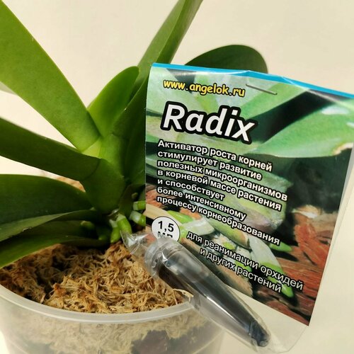 ���������� ���������� ����� ������ ������ ��� ������� (Radix) 1,5 �� �������