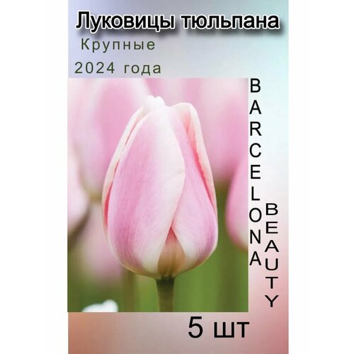 ���������� �������� �������� Barcelona Beauty ( 5 ��)