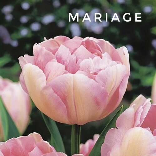 ���������� �������� ����������� , �������� ���� MARIAGE ����-������� (3 �����)