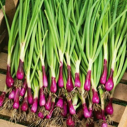 ���������� ������������� ������ ���� �� ������ ������� ����