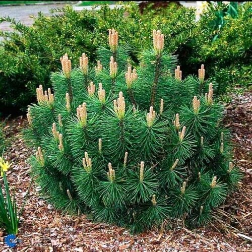 ���������� ����� ������ ������� (Belgium Plants Van. (�������)), 1 ������� � ������ 15-20 ��
