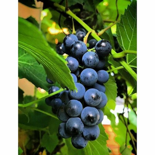 ���������� �������� ��������, �����������, ������, 50 ����, ����������������, � ��������