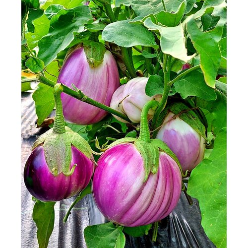 ���������� ������ �������� ������� ��� (Snow Ball) / Seeds And Goods / � �������� zip-lock ��� ���������� 10 �����