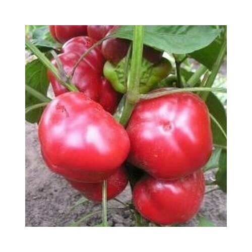 ���������� ������������� ������ ����� �������� �������