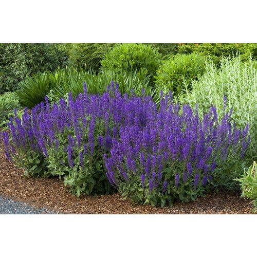 ���������� (������) ������ ������������� �������, 0.15�� (1��) + ��������