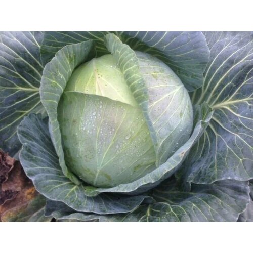 ���������� ������������� ������ ������� �/� �������� F1