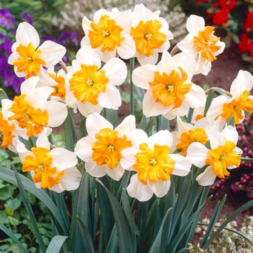 ���������� ������� PARISIENNE (3 ��������)