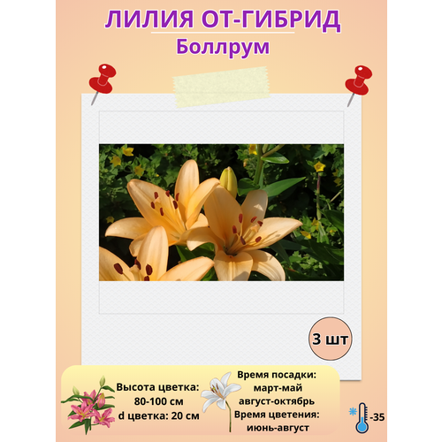���������� �������� ����� ��-������ �������, ����������� �����