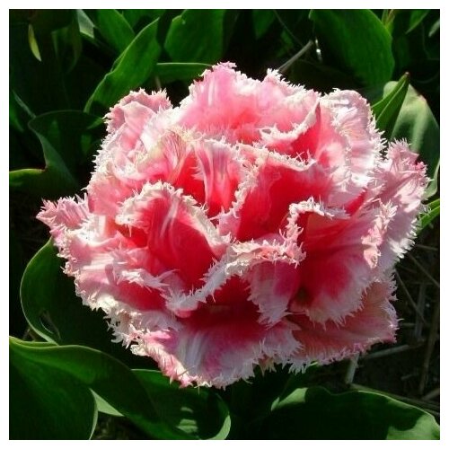 ���������� �������� ����������� , �������� ���� QUEENSLAND (4 �����)