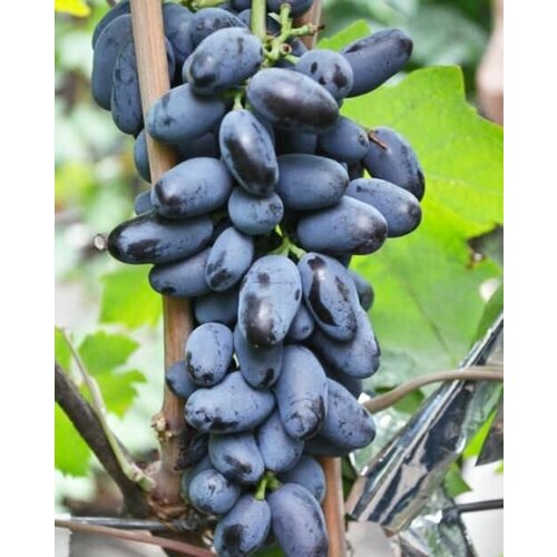 ���������� �������� �������� (2 ��)