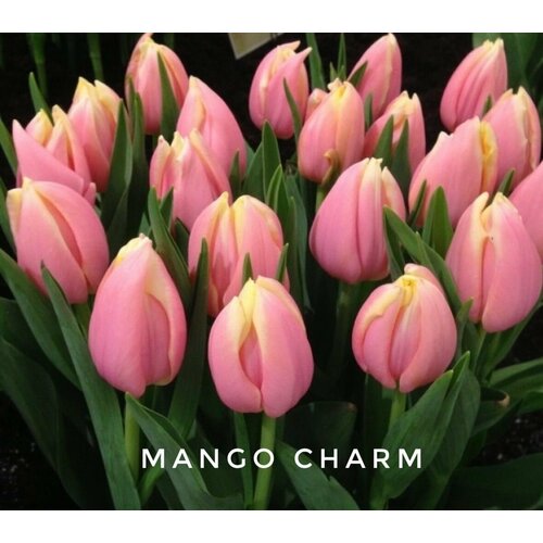 ���������� �������� ����������� , �������� ���� MANGO CHARM (4 �����)