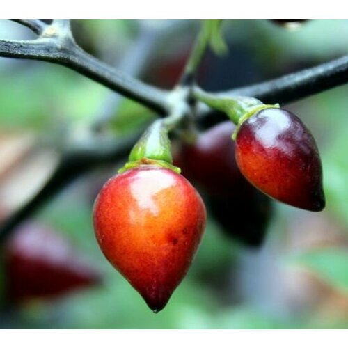 ���������� ������ ����� ���� ���� ����� (Bico Roxa) / Seeds And Goods / � �������� zip-lock ��� ���������� 10 �����