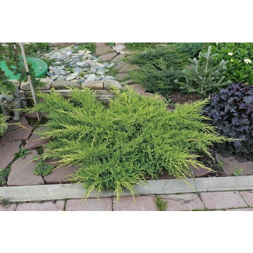 ���������� ������������ ������� ���� ����