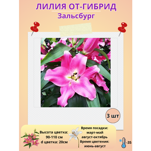 ���������� �������� ����� ��-������ ���������, ����������� �����