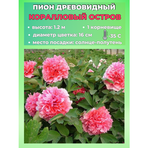 ���������� ���� ����������� ���������� ������, ������� 1 �����