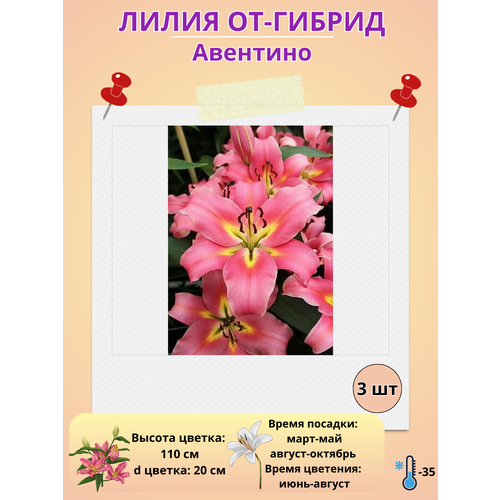 ���������� �������� ����� ��-������ ��������, ����������� �����