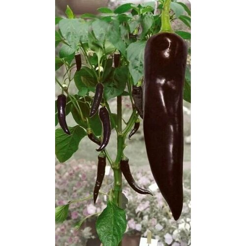 ���������� ������������� ������ ����� �������� ������ �������