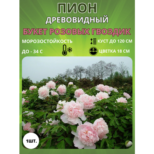 ���������� ���� ����� ������� ������� 1 ��.