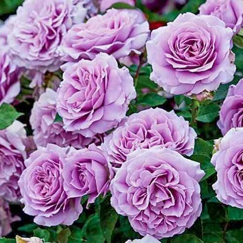 ���������� ���� ���������� ��� ���� 2 ��